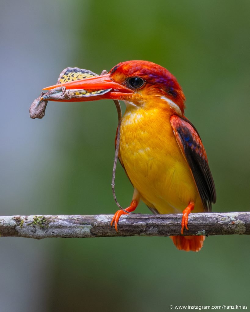 HOME rufous backed dwarf kingfisher