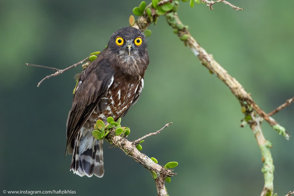 brown hawk owl (ninox scutulata) ig 2