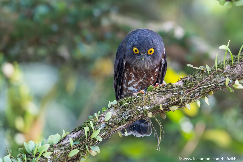brown hawk owl (ninox scutulata) ig 5