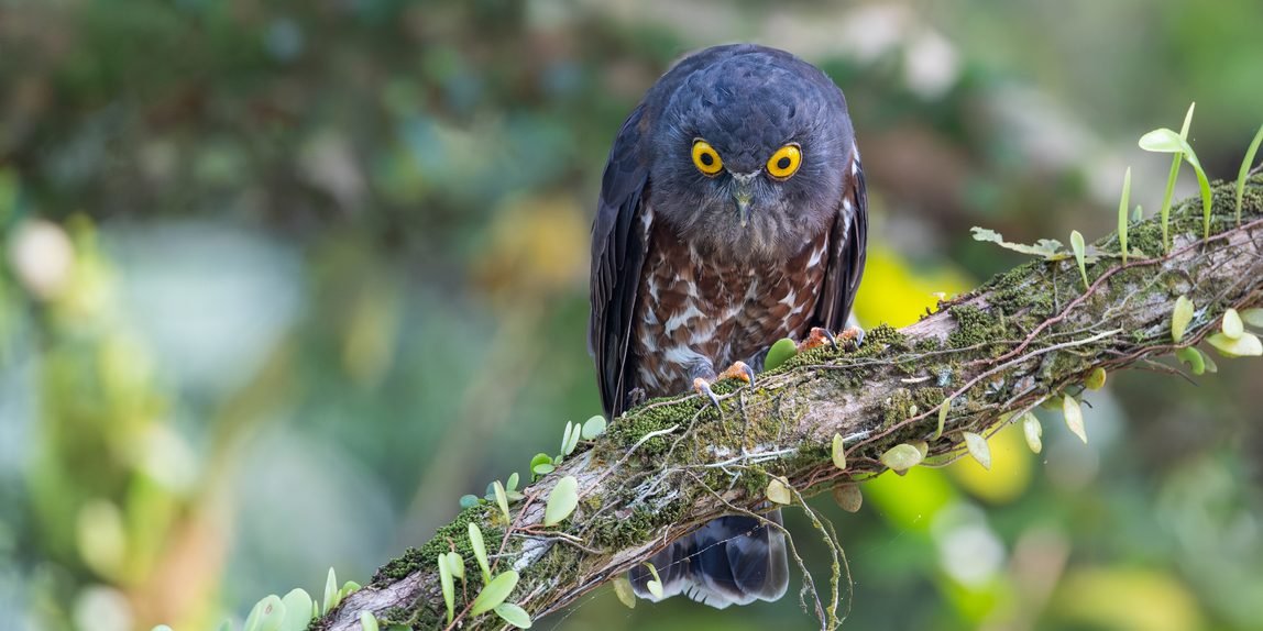 brown hawk owl (ninox scutulata) ig 5