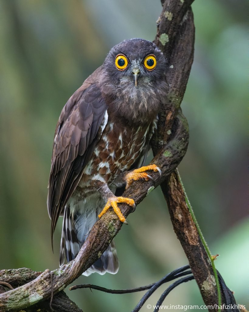 brown hawk owl (ninox scutulata) ig 7