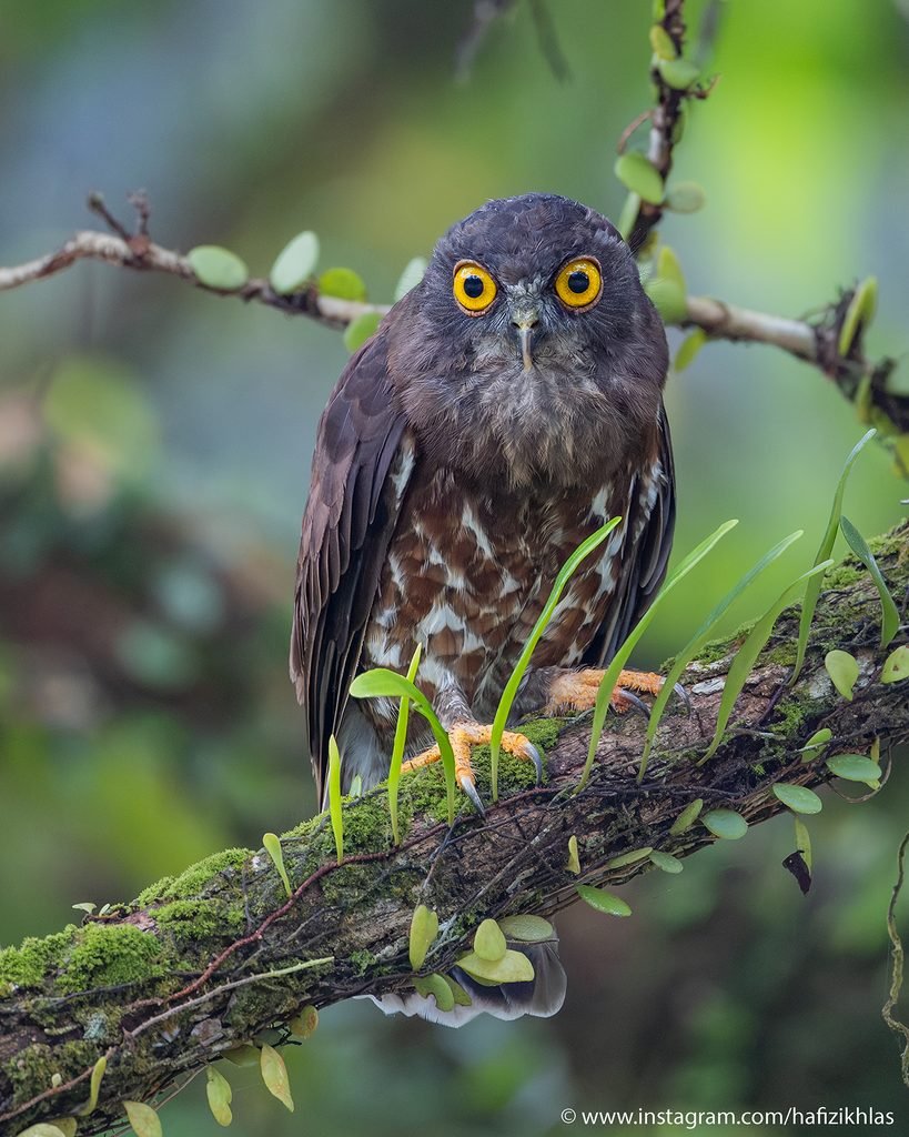 brown hawk owl (ninox scutulata) ig 8