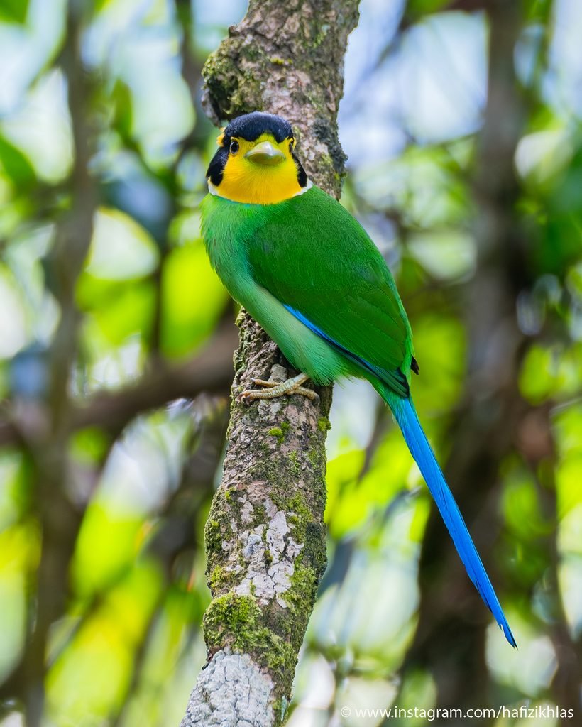 PORTFOLIO long tailed broadbill (psarisomus dalhousiae) 3 ig