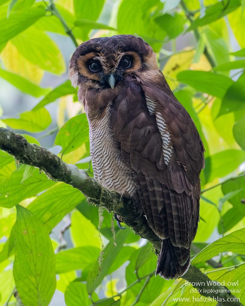 brown wood owl (strix leptogrammica) 1 ig