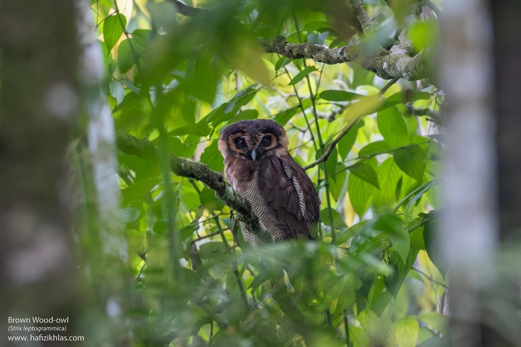 brown wood owl (strix leptogrammica) 2 fb