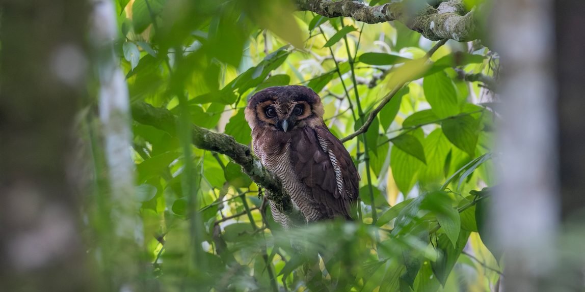 brown wood owl (strix leptogrammica) 2 fb