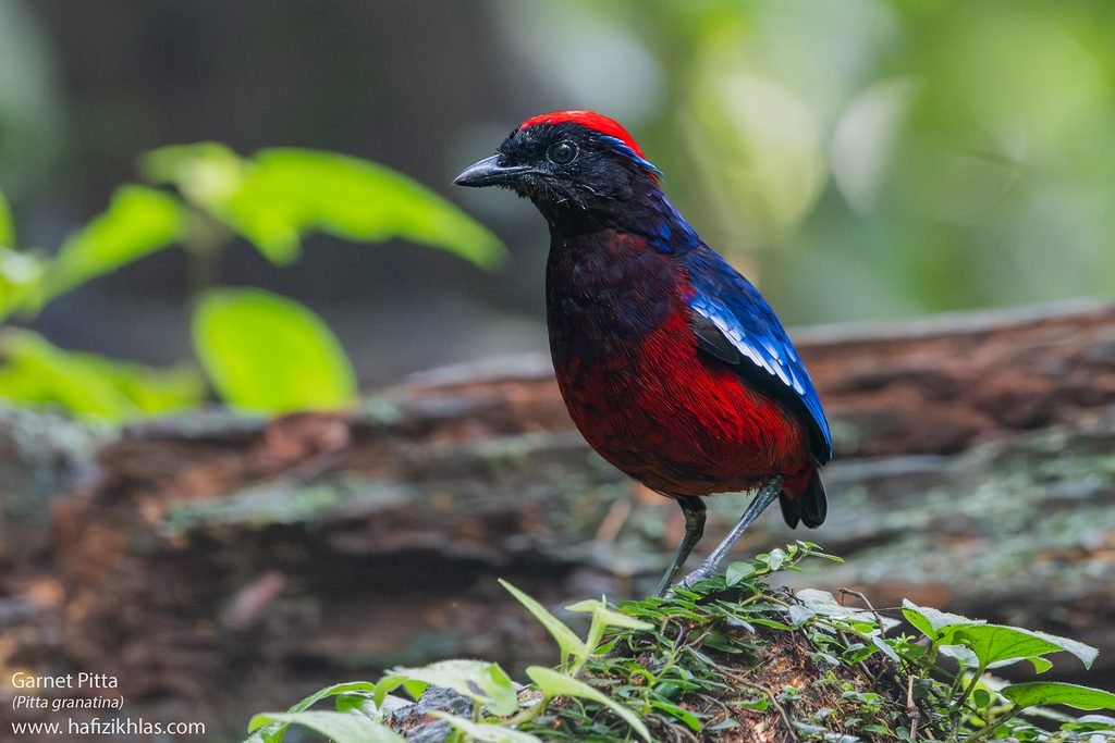 Garnet Pitta at Taman Negara Merapoh – Still Worth the Wait! dscf4040
