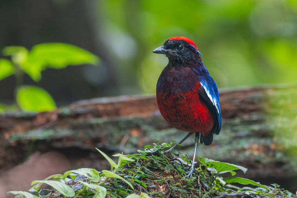 Garnet Pitta at Taman Negara Merapoh – Still Worth the Wait! dscf4174 cover