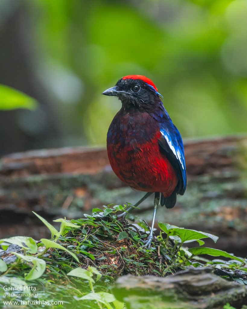 Garnet Pitta at Taman Negara Merapoh – Still Worth the Wait! dscf4174 ig